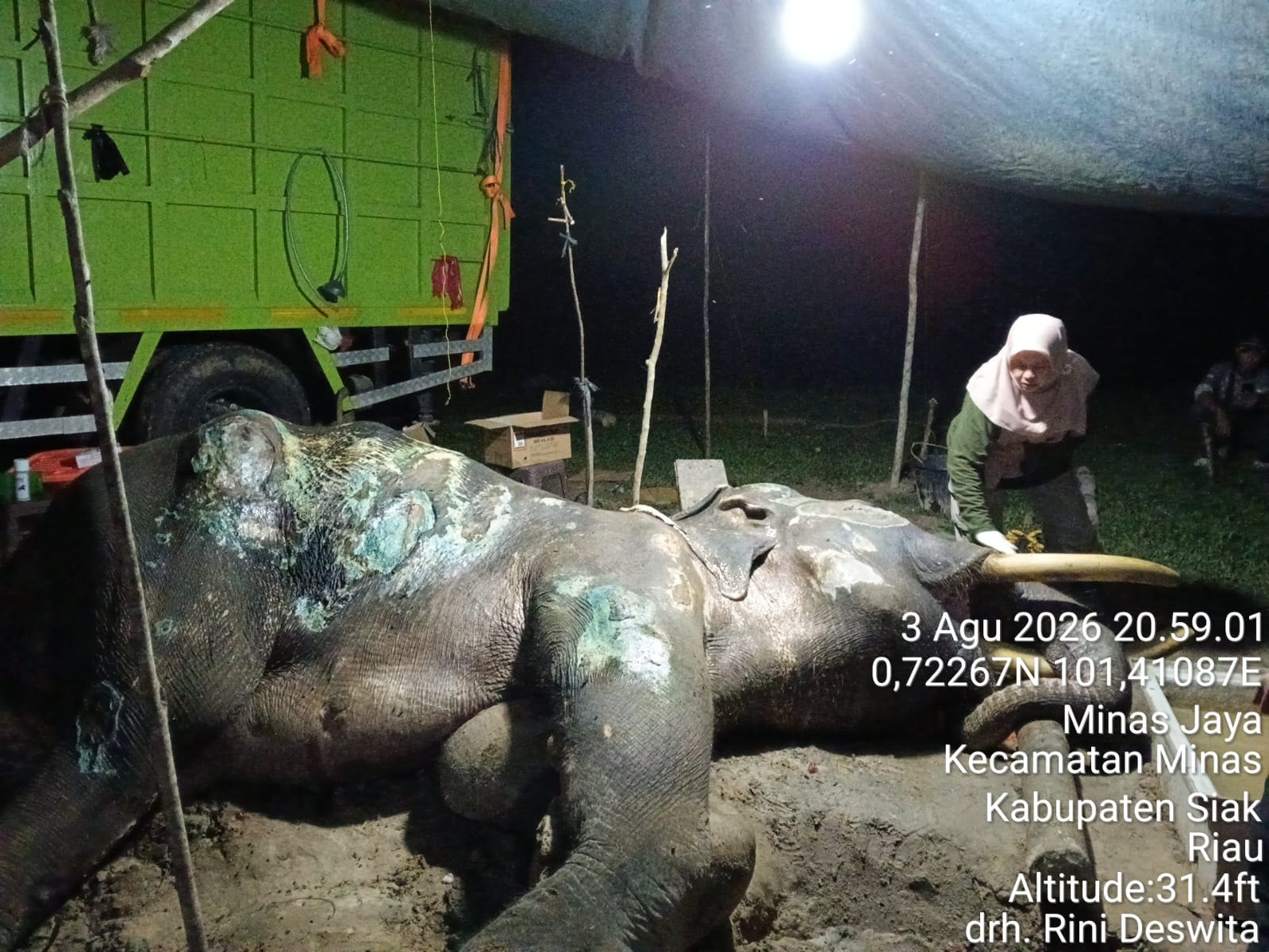 Usai 34 Hari Perawatan Intensif, Gajah 