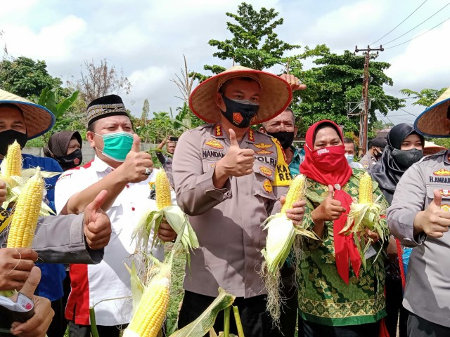 Kapolresta Pekanbaru Panen Jagung dan Sayur Mayur di Kampung Tangguh Damai Langgeng