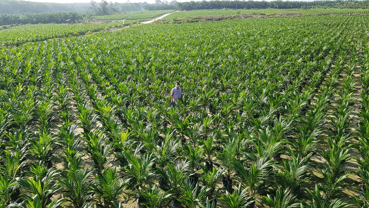 4.167 Petani di Riau Borong Bibit Sawit Unggul Bersertifikat PTPN V
