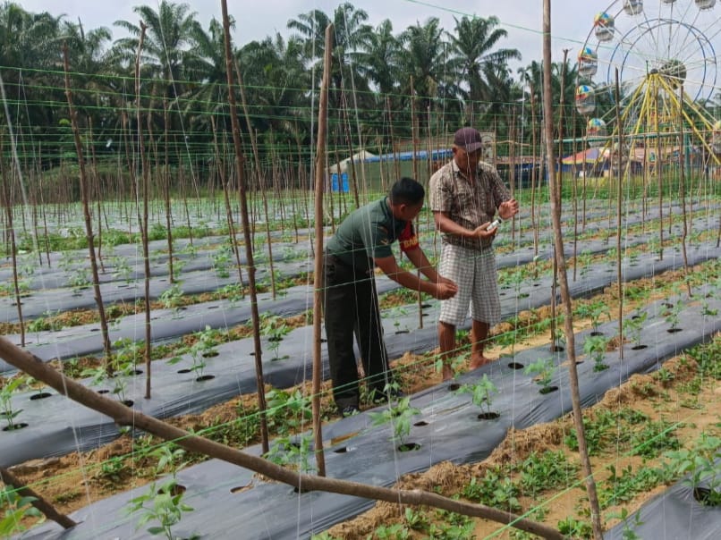 Ketahanan Pangan, Anggota Koramil 0321-05/RM Lakukan Pendampingan Demplot Han ke Petani Gambas