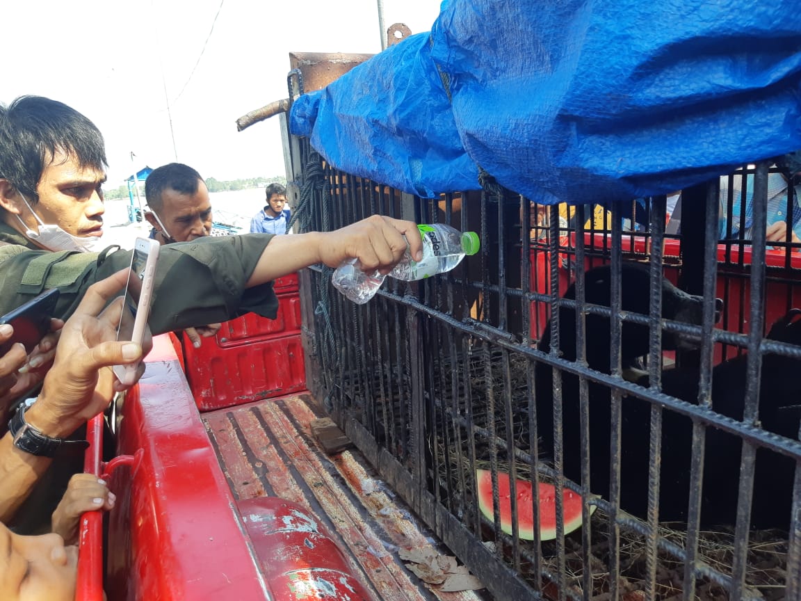 Balai Besar KSDA Riau Evakuasi Beruang Madu Hasil Penyelamatan Tim Polsek Mandah