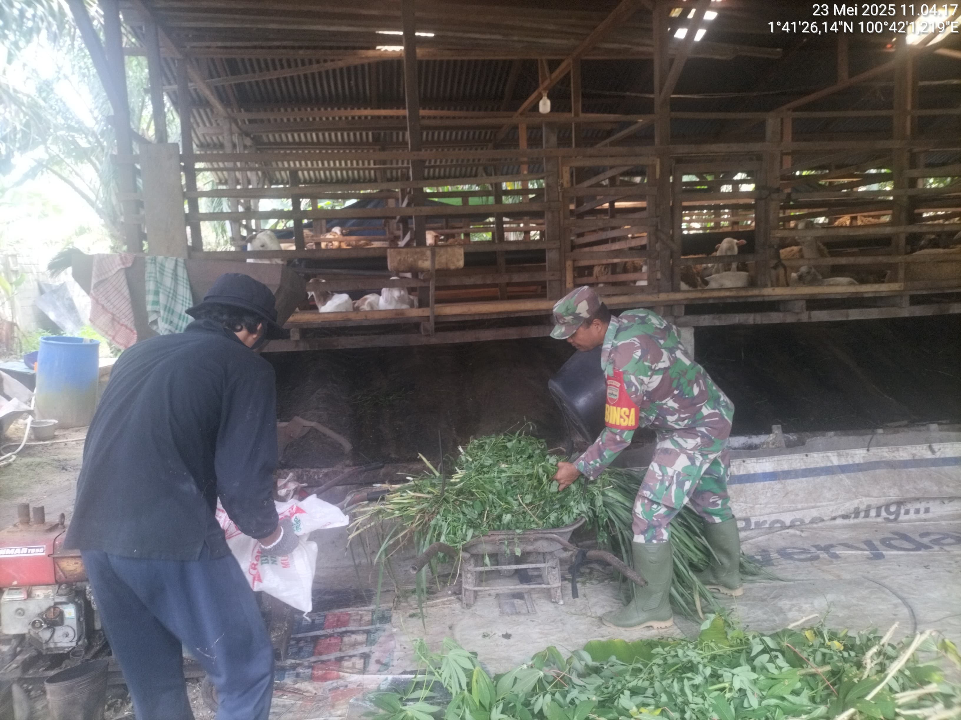 Antisipasi Penyebaran PMK, Anggota Koramil 0321-05/RM Data Hewan Ternak di Bangko Sempurna