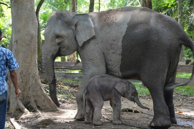 Ngatini Melahirkan Anak Gajah Jantan di TWA Buluh Cina