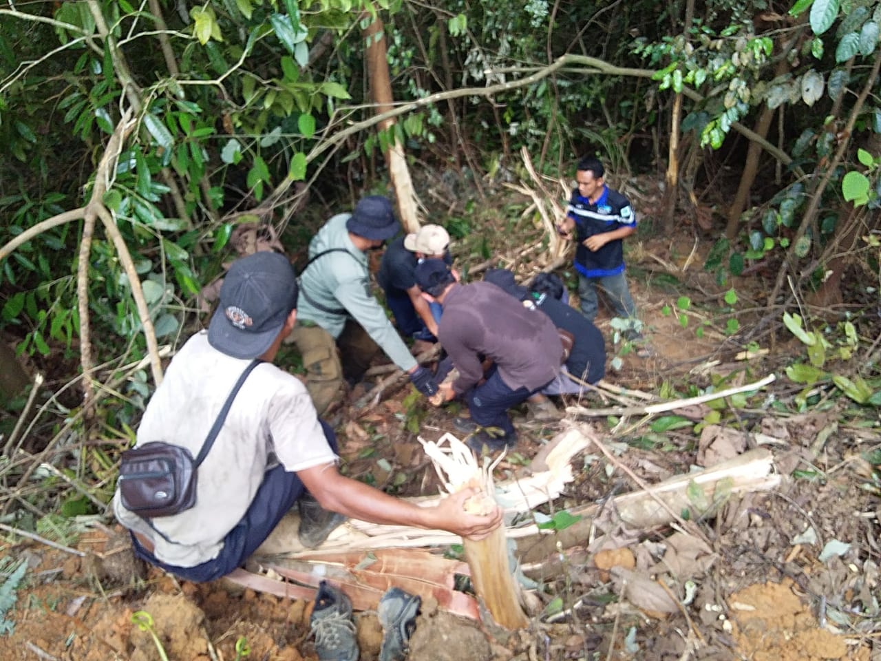Tim Balai Besar KSDA Riau dan Balai TNBT Evakuasi dan Pelepasliaran Beruang Madu