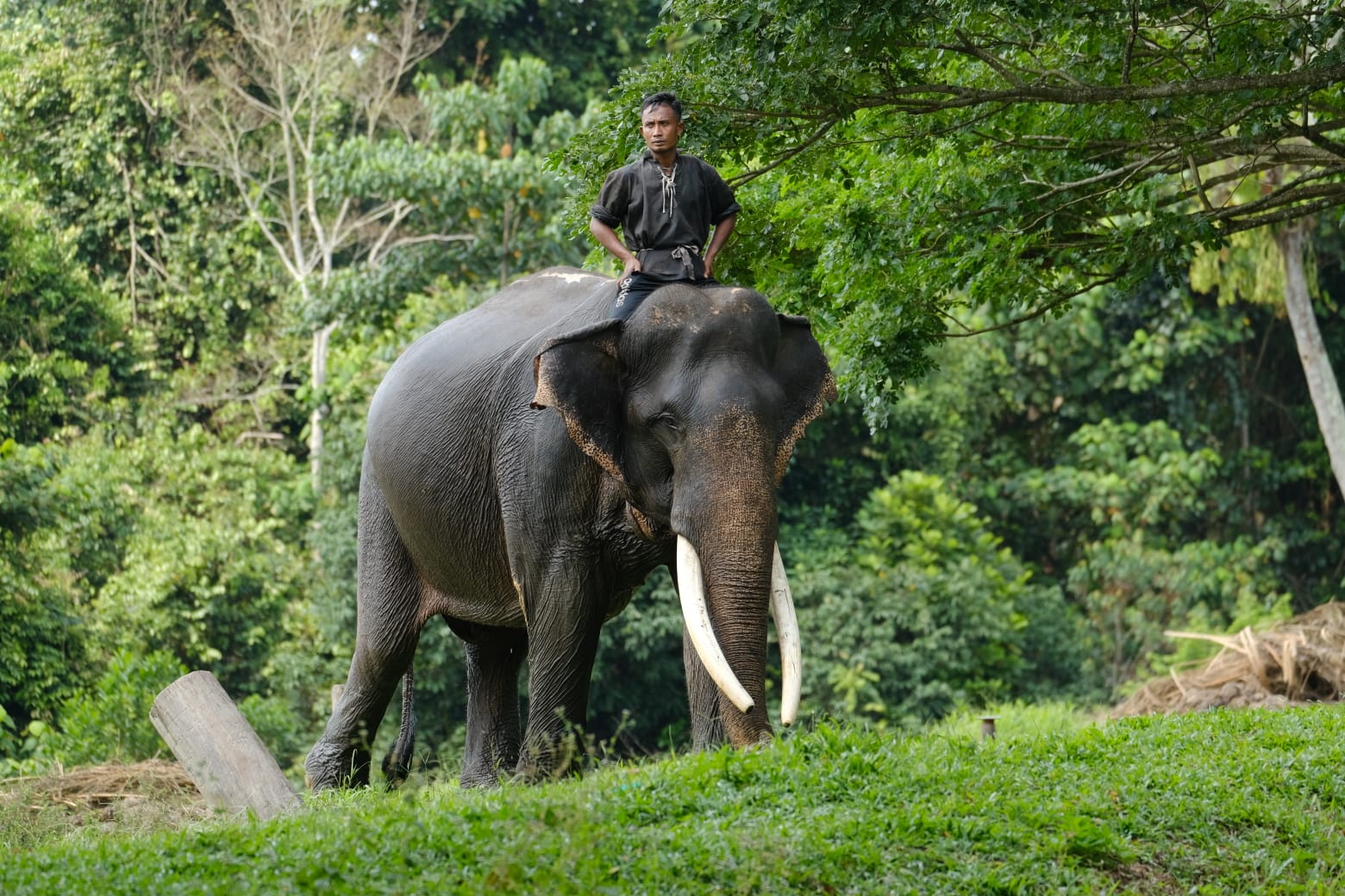 PHR-RSF Bantu BBKSDA Cegah Potensi Interaksi Negatif Gajah Dengan Manusia