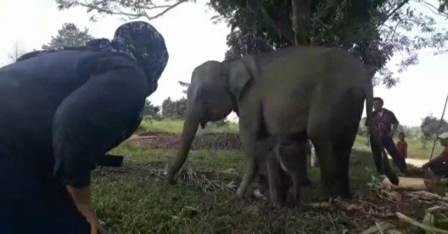 Nia Melahirkan Bayi Gajah Betina di PLG Minas