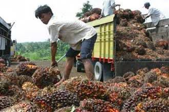 Petani Kelapa Sawit Indonesia Gembira Pencabutan Larangan Ekspor Minyak Goreng