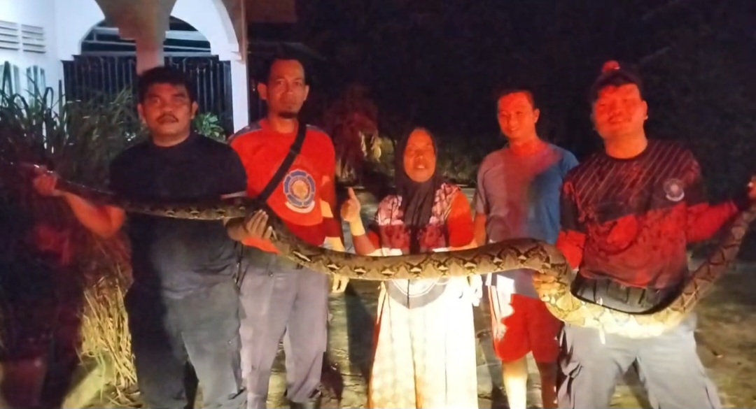 Heboh! Ular Piton Ukuran 5 Meter Muncul di Permukiman Warga Tangkerang Labuay