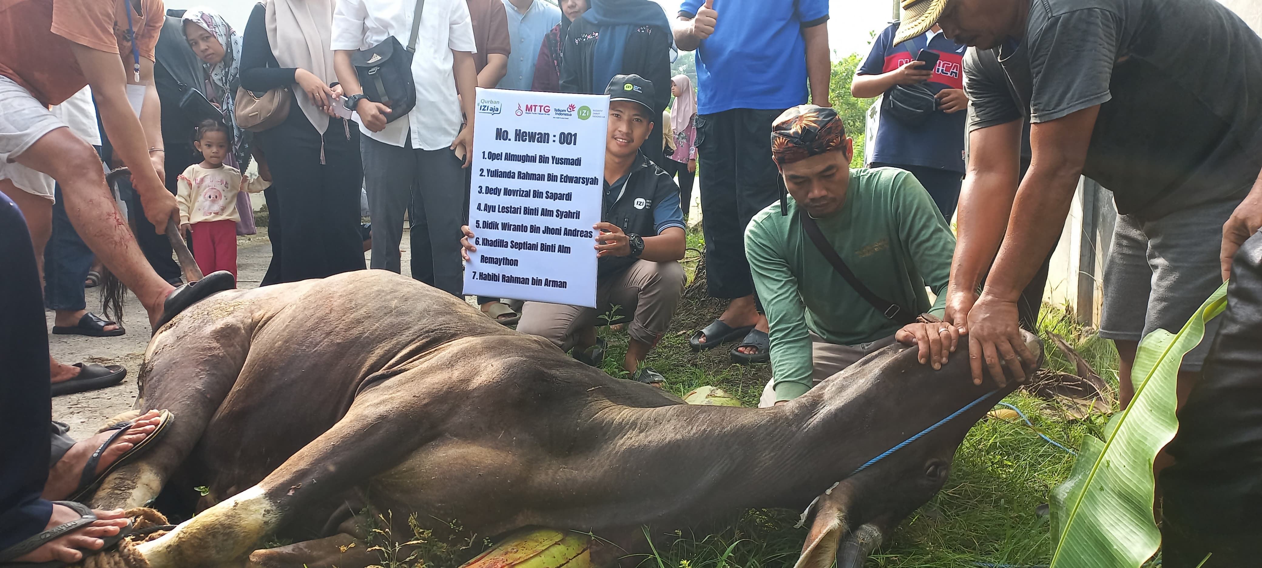 IZI Bersama MTTG Witel Riau Sembelih Sapi Berbobot 400 Kg di Masjid Al-Hidayah Bambu Kuning
