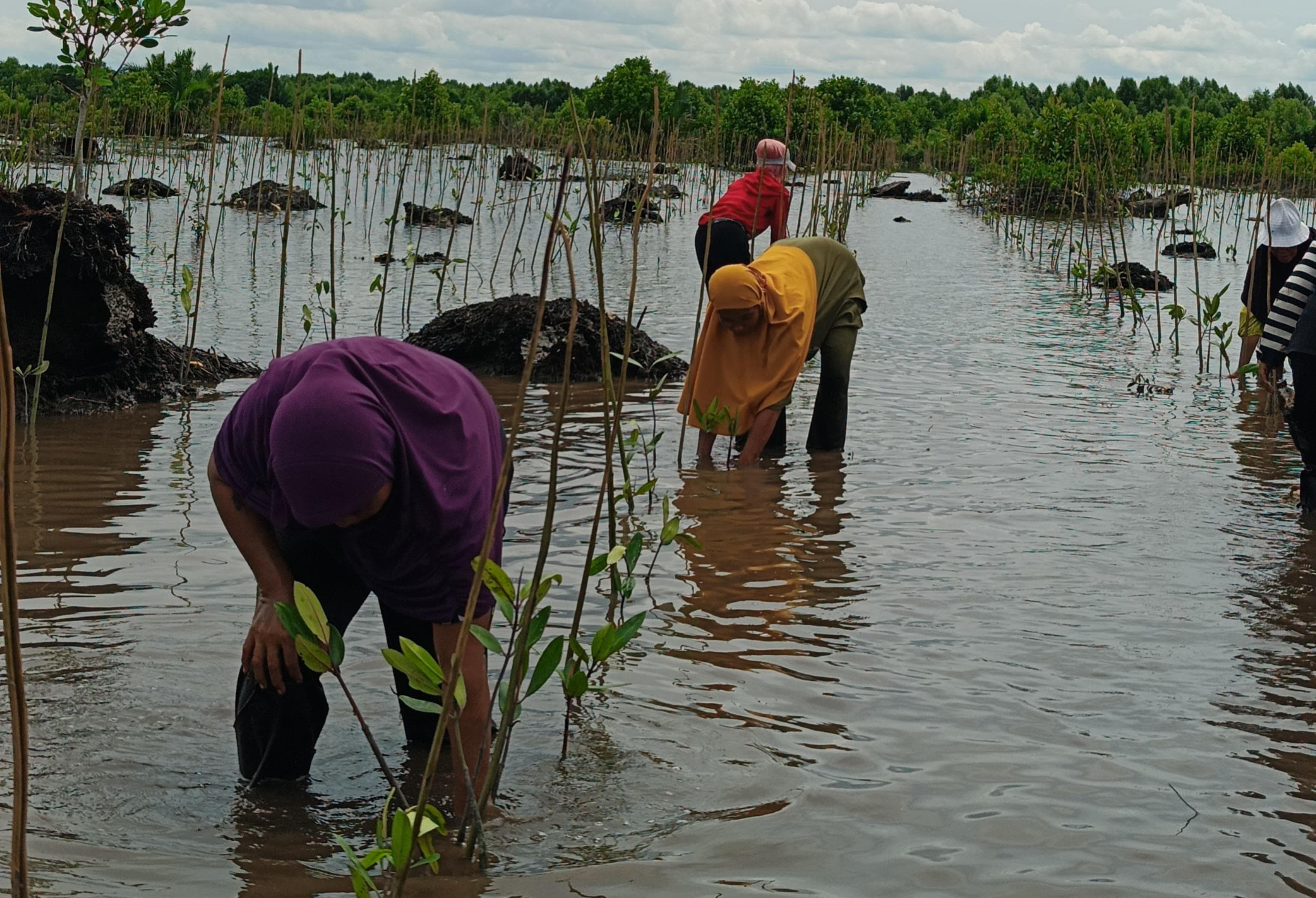 Sempena Hari Pohon se Dunia 2025, BDPN dan Perempuan Duanu Tanam 10.000 Mangrove