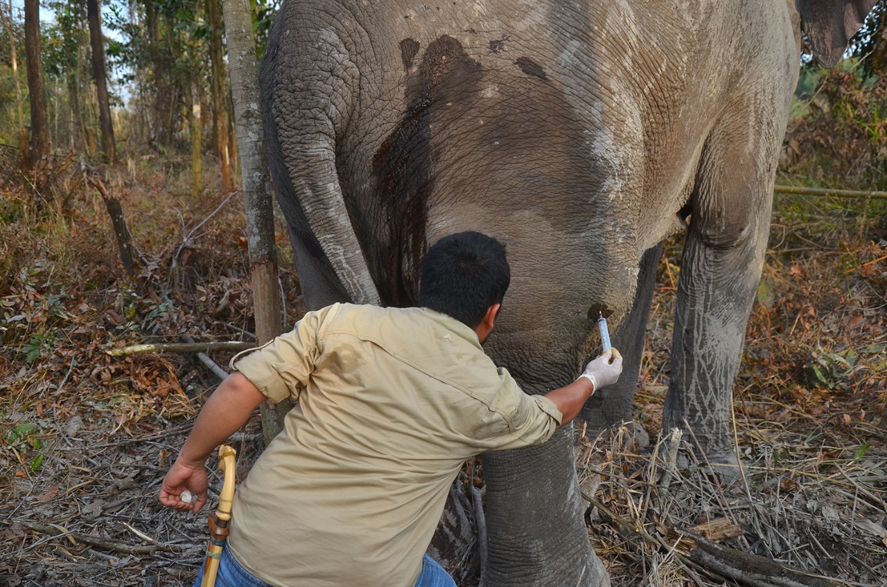Pasca Diobati, Gajah Betina di Duri Dikembalikan ke Alam Liarnya