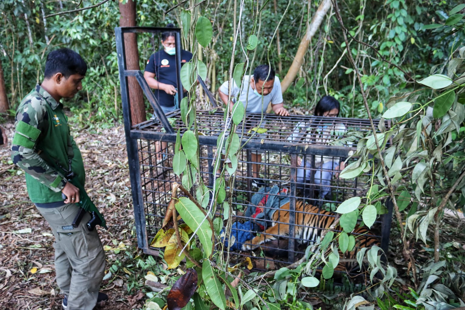 Tim BKSDA Riau Tangkap Harimau Pemangsa Pekerja PT Uniseraya di Teluk Lanus