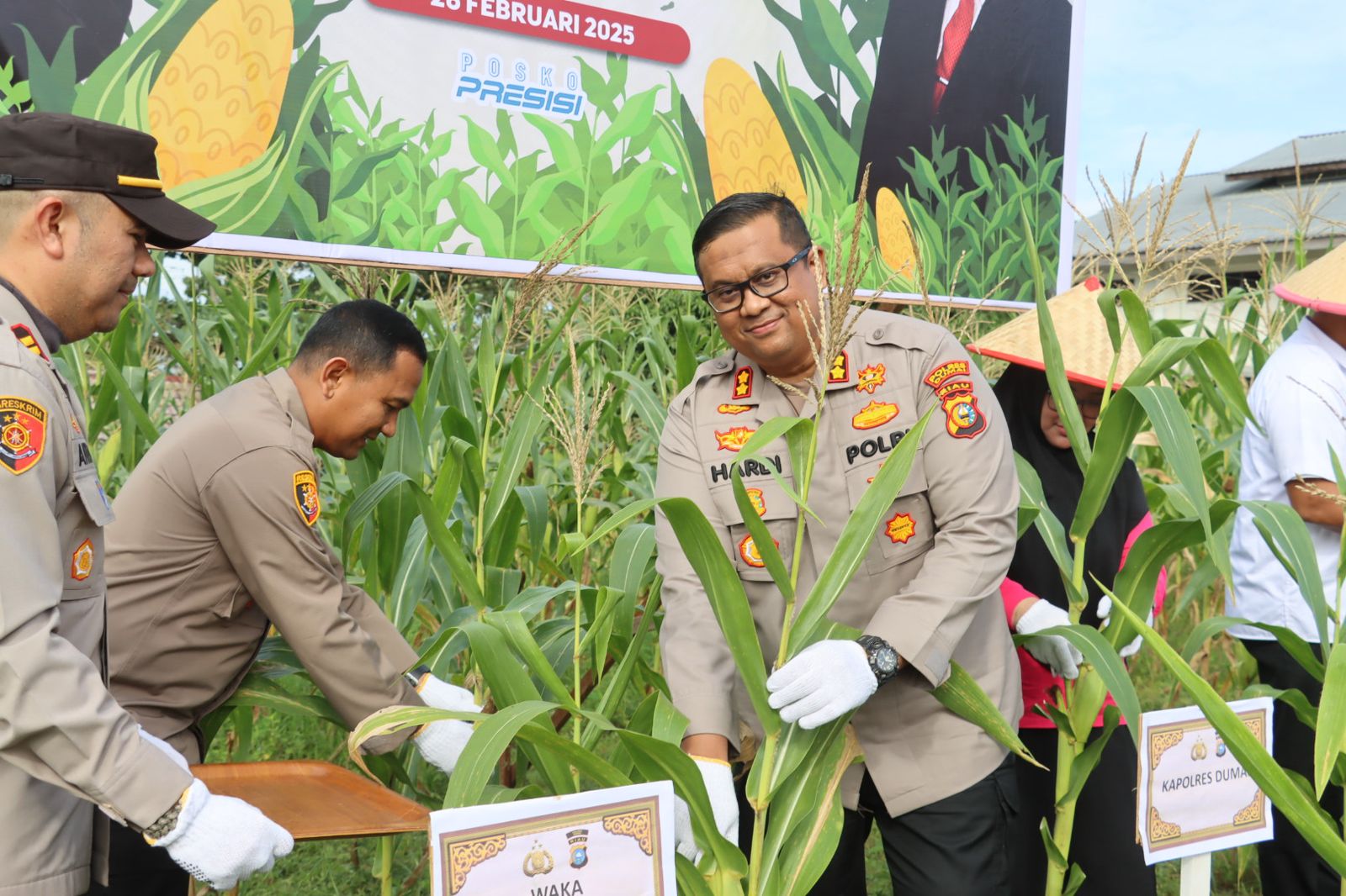 Panen Raya Jagung di Bagan Besar Timur, Kapolres Dumai: Kita Harus Mengoptimalkan Program Pemanfaatan Lahan Produktif