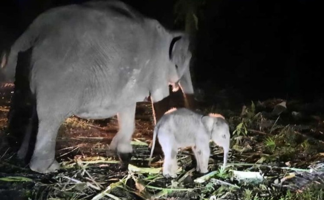 Bayi Gajah Fuja dan Sarma Lahir, Genman: Semoga menjadi cahaya kebaikan bagi dunia konservasi