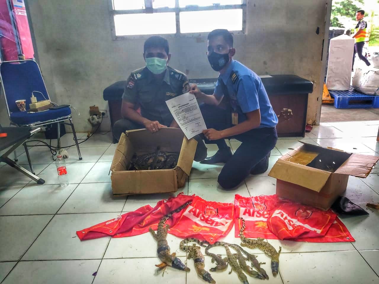 AVSEC Bersama BBKSDA Riau Gagalkan Penyelundupan Puluhan Buaya Muara di Bandara SSK II