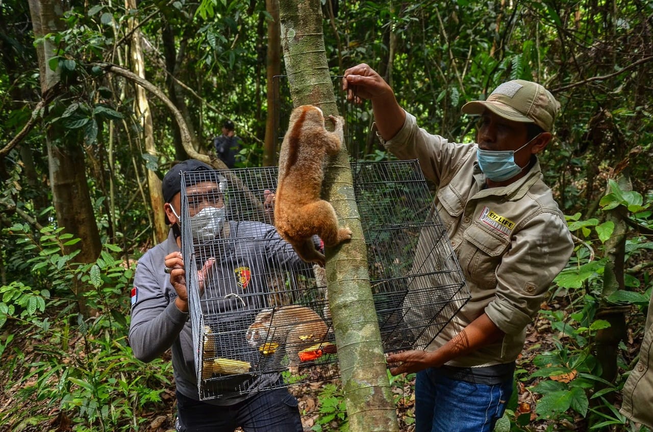 Delapan Ekor Kukang Dilepasliarkan di Kawasan Konservasi KSDA Riau
