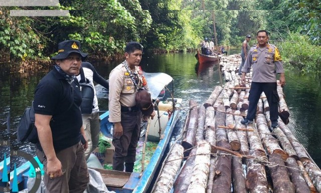 Polres Siak Selidiki Dugaan Praktek Ilegal Logging di Kampung Rawa Mekar Jaya
