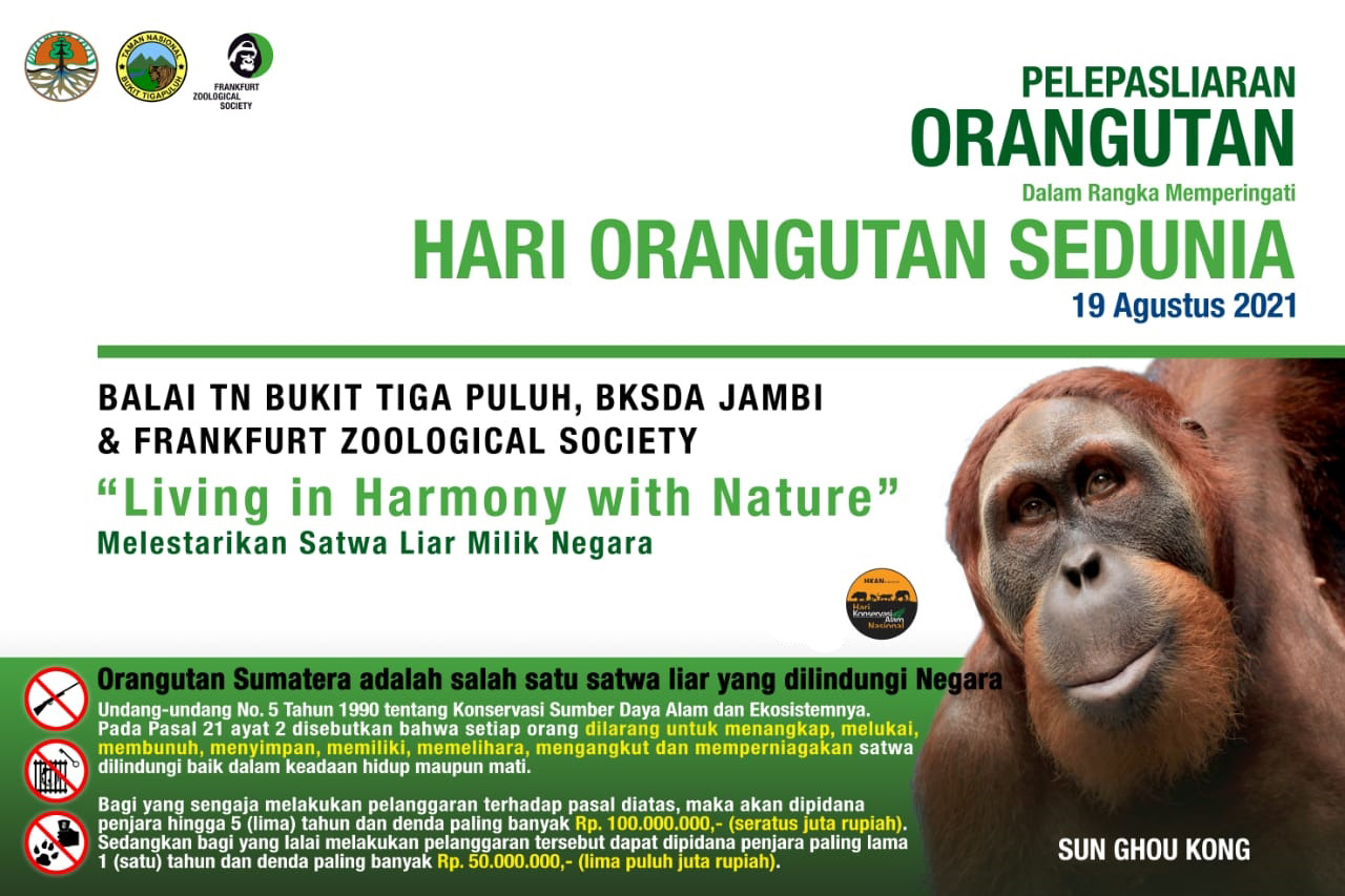 Orangutan Sun Ghou Kong Dilepasliarkan di Kawasan TNBT