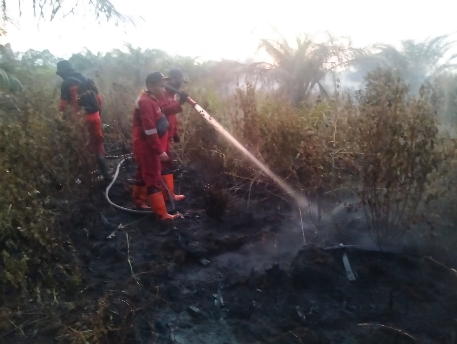 Karhutla Terjadi di Air Hitam Pekanbaru, Manggala Agni Padamkan Api di Lahan Gambut
