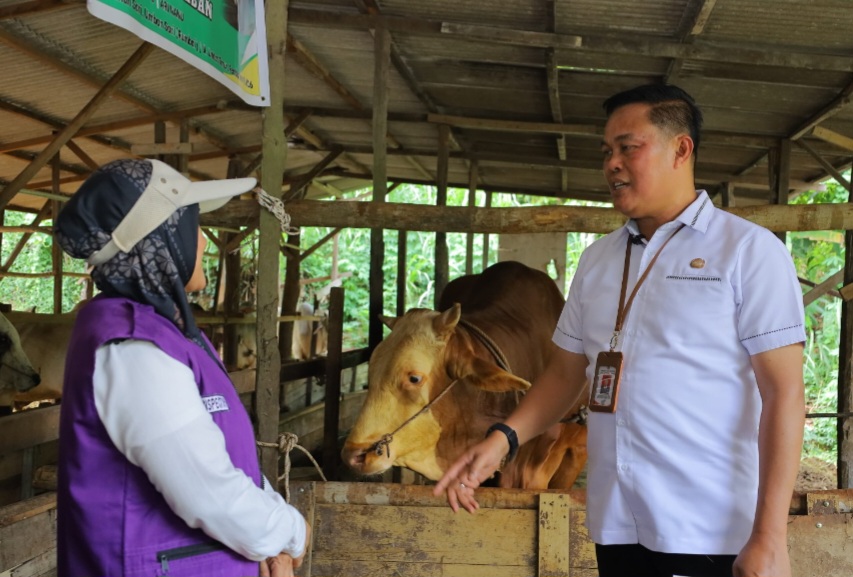 Pastikan Bebas PMK, Distankan Pekanbaru Periksa 3.514 Ekor Sapi Kurban