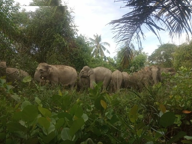 14 Gajah GSK Masuk ke Perkebunan Warga Semunai