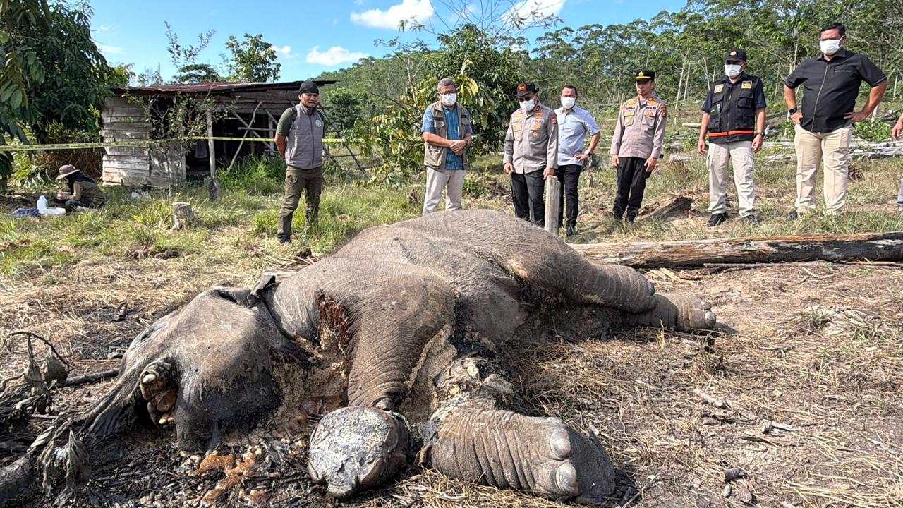 Kapolda Riau Cek Lokasi Penemuan Bangkai Anak Gajah di Tesso Nilo
