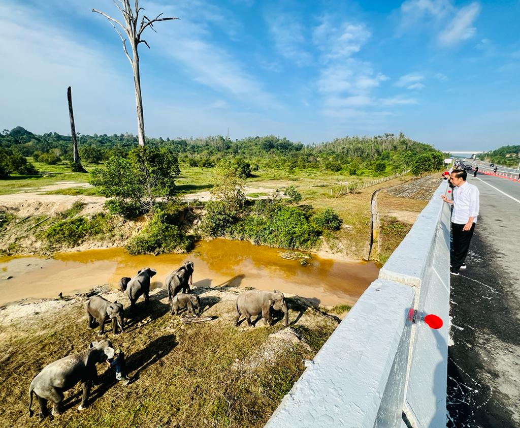 Presiden Jokowi Lihat Perlintasan Gajah di KM 12 Ruas Tol Pekanbaru-Dumai