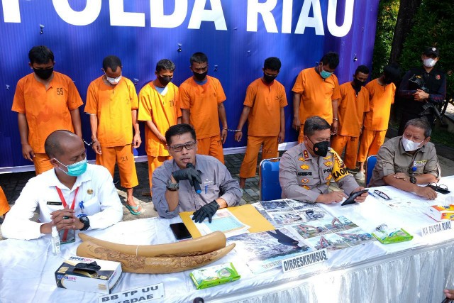 Ditreskrimsus Polda Riau Tangkap Tiga Pelaku Sindikat Perdagangan Gading Gajah