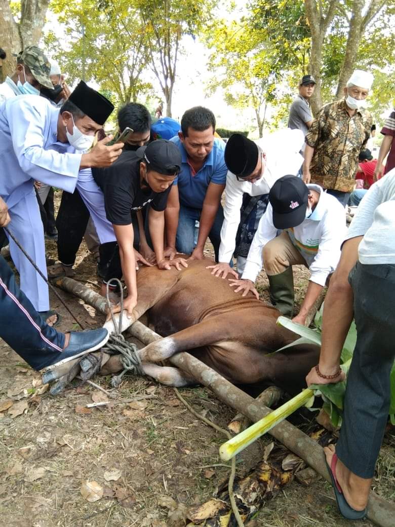 Bupati Siak Alfedri Tinjau Pelaksanaan Pemotongan Hewan Qurban di Kampung Rempak