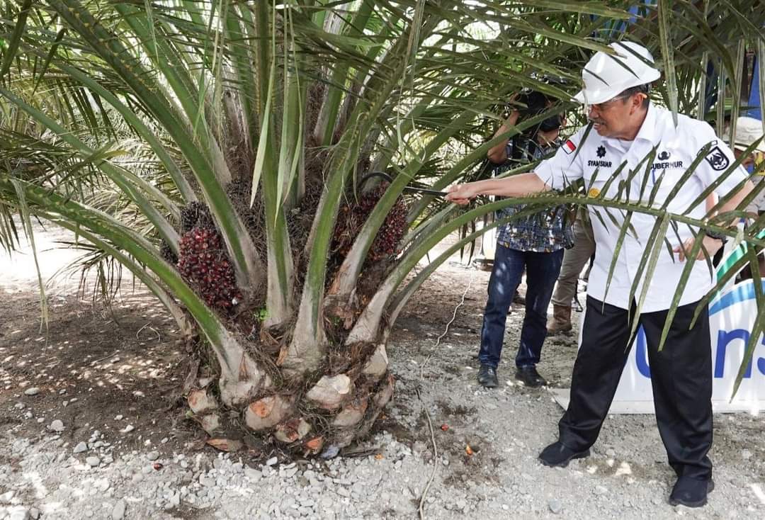 Harga Sawit Turun, Gubri Syamsuar: Diduga Karena 