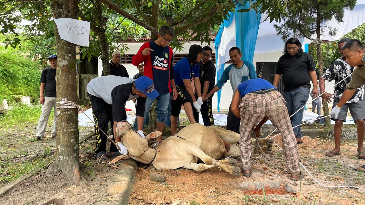 Perkuat Silaturahmi Insan Pers, PWI Riau Sembelih 6 Ekor Sapi dan 1 Ekor Kambing,