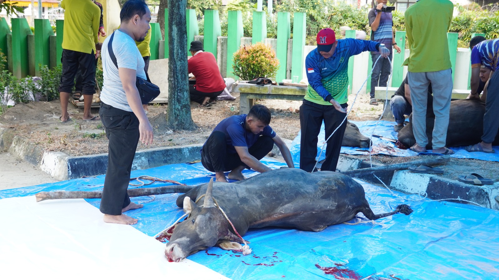 Sembelih 3 Sapi dan 1 Kambing, Kemenag Riau Teguhkan Spirit Qurban untuk Kemanusiaan