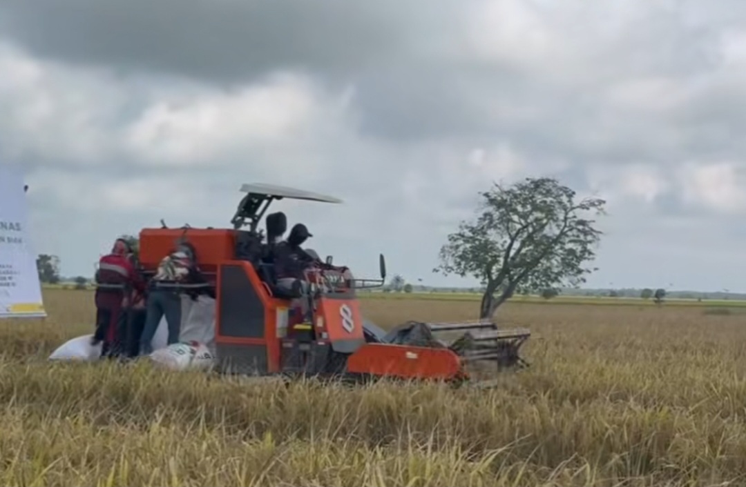 Sembilan Petani Penerima Manfaat Zakat di Bungaraya Panen Padi Perdana di Lahan Seluas 9 Ha