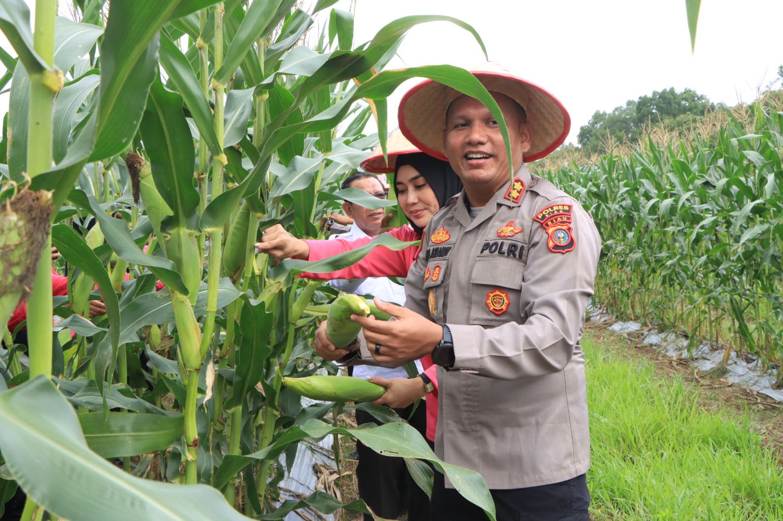 Dukungan Nyata untuk Ketahanan Pangan, Polres Siak Panen Raya Jagung di Kampung Dalam