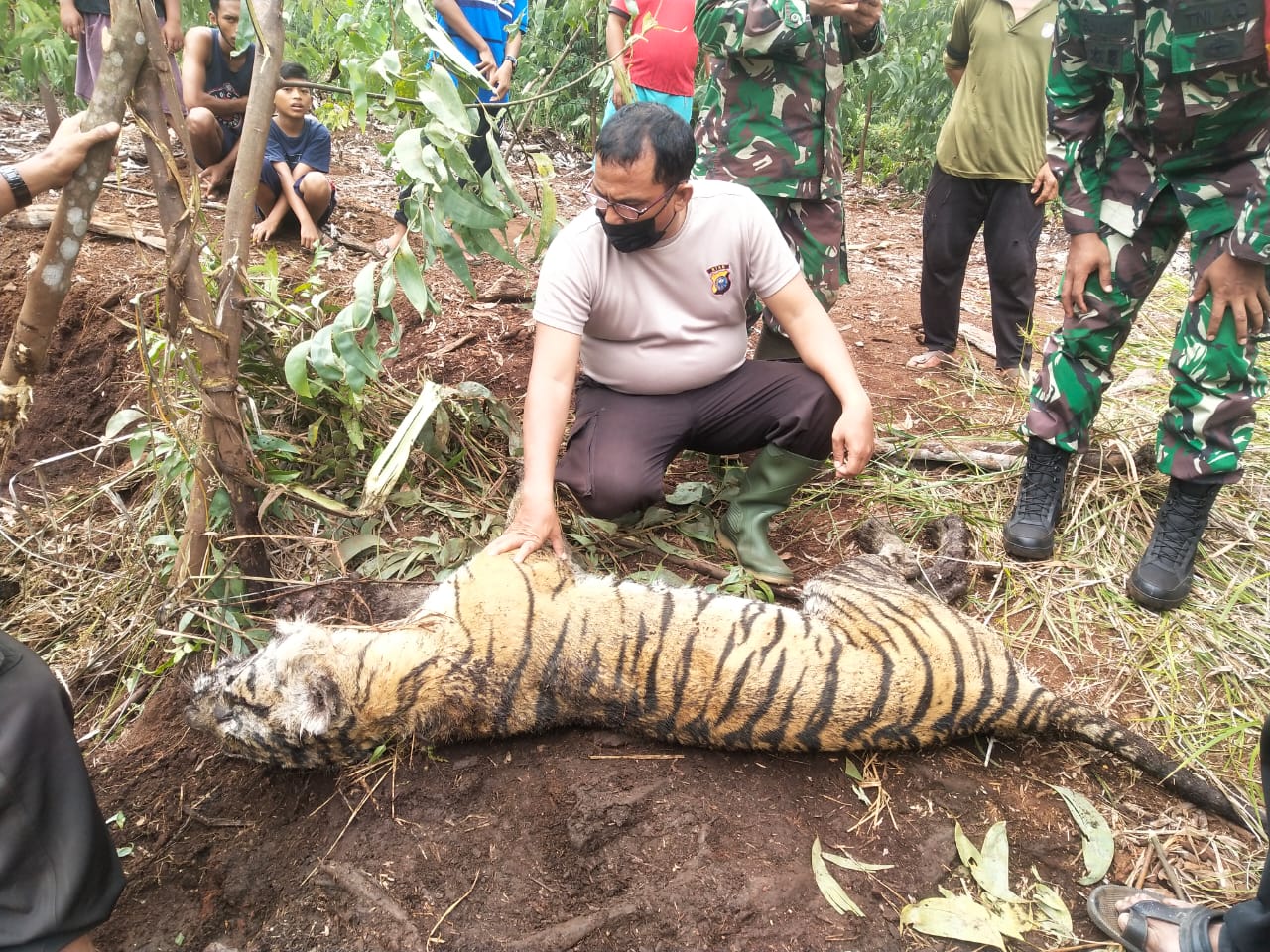 Harimau Betina Ditemukan Mati Terjerat di Tanjung Leban, Bengkalis