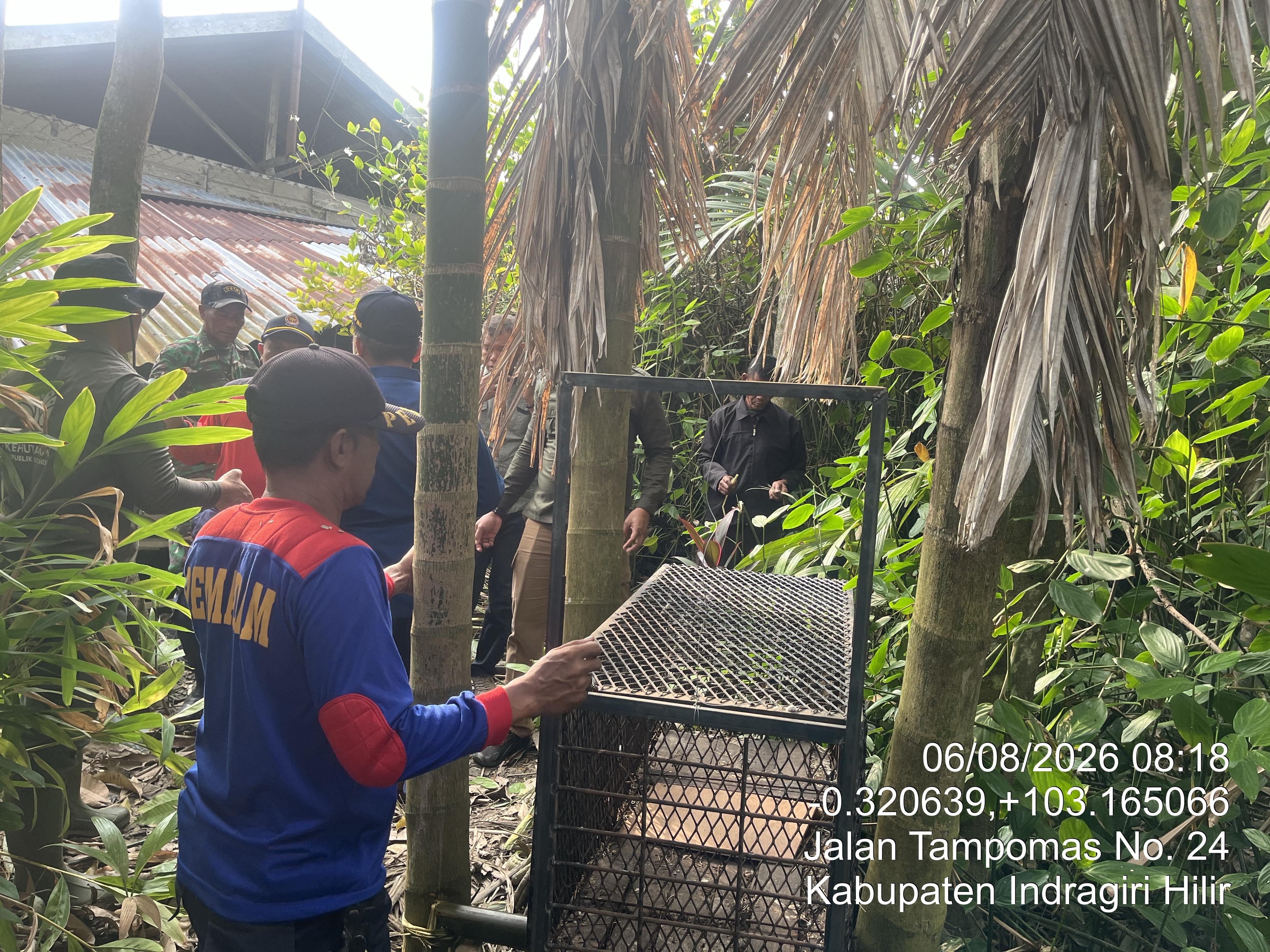 Belasan Warga Tembilahan Luka-Luka Diserang Monyet Ekor Panjang