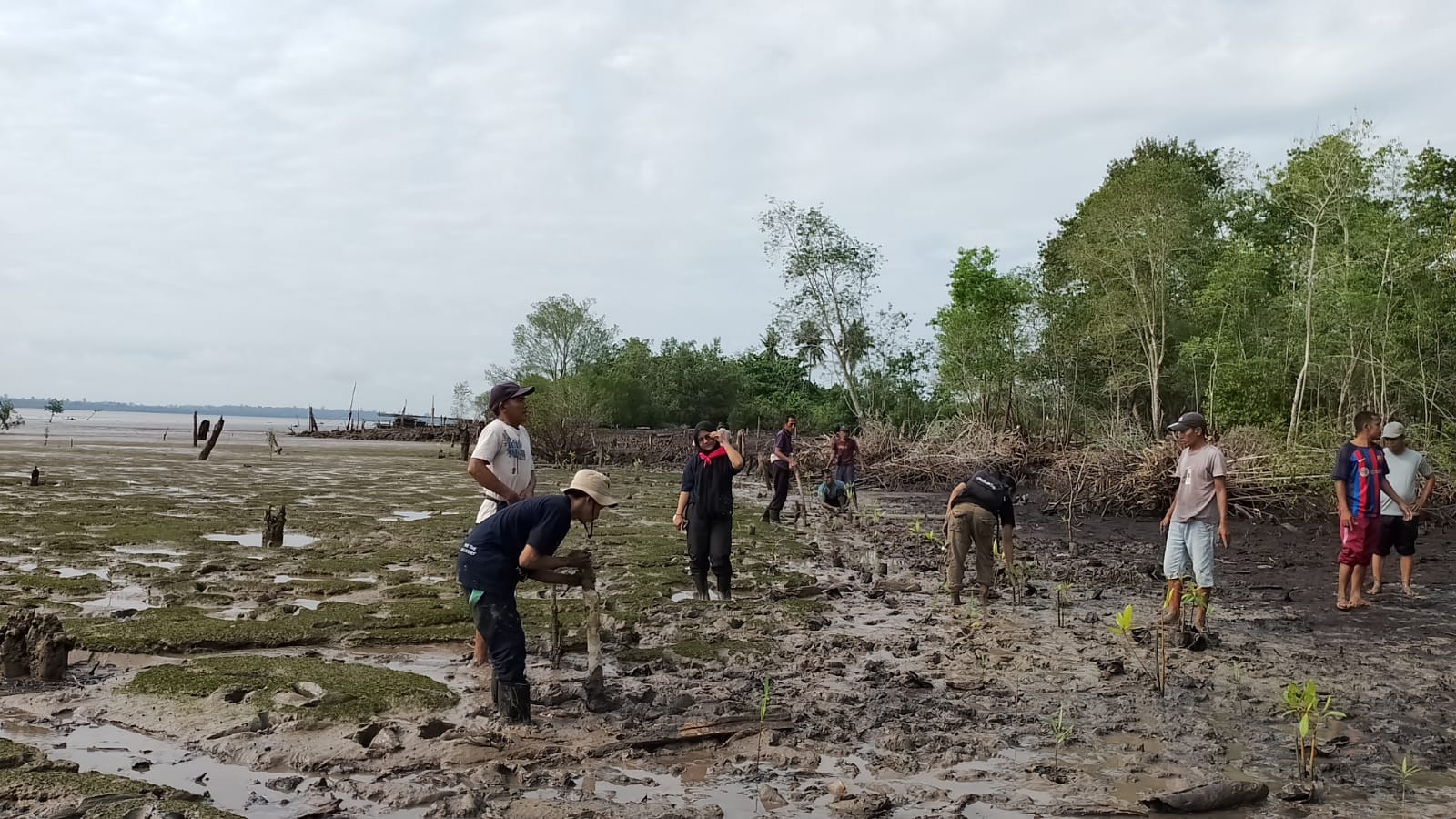 Kendalikan Abrasi, Mafakumpala Tanam 500 Mangrove di Pesisir Desa Tanjung Pisang