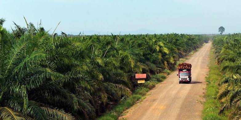 PT EDI Pastikan Kewajiban Perusahaan Membangun Kebun Plasma untuk Masyarakat Telah Tuntas