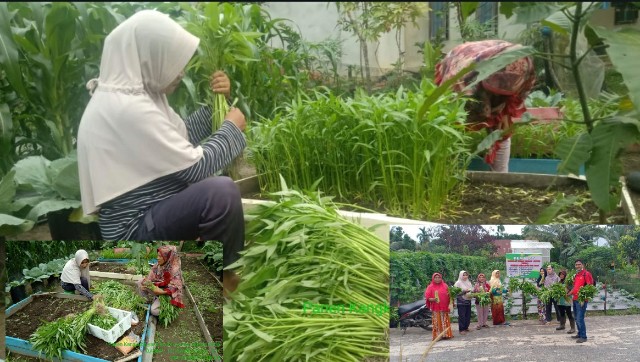 KWT Bucer Sialangrampai Kembali Panen Sayur Mayur dan Pare