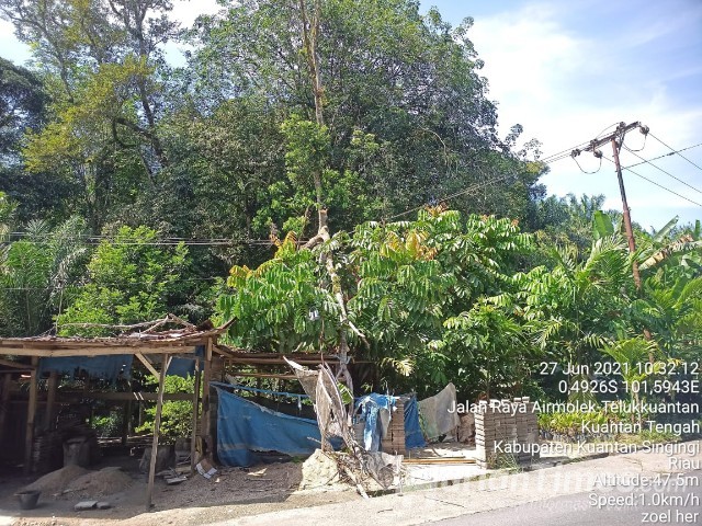 Pohon Karet Patah, Kabel PLN Tertimpa di Sentajo
