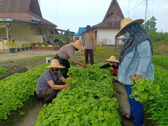 Jaga Ketahanan Pangan, Kapolsek Tebing Tinggi Barat Pimpin Panen Sayur